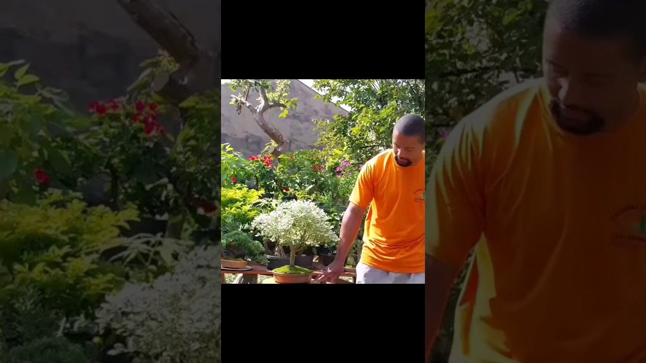 Dica de rega infal&iacute;vel para vc n&atilde;o perder seu bonsai!! #dicas #bonsai #video