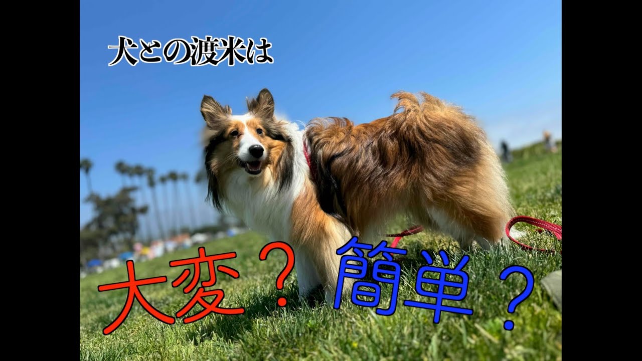 【2024年版】犬と渡米は意外と簡単？費用と手続き実体験を紹介！