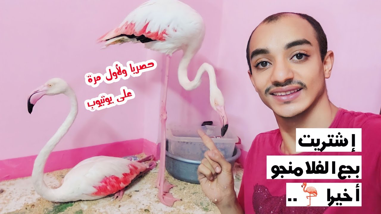 واخيراا اشتريت بجع الفلامنجو للتربيه فى البيت🦩🦩( فيديو حصري لأول مرة ) وهاقوللكم بكام وازاى بيتربى