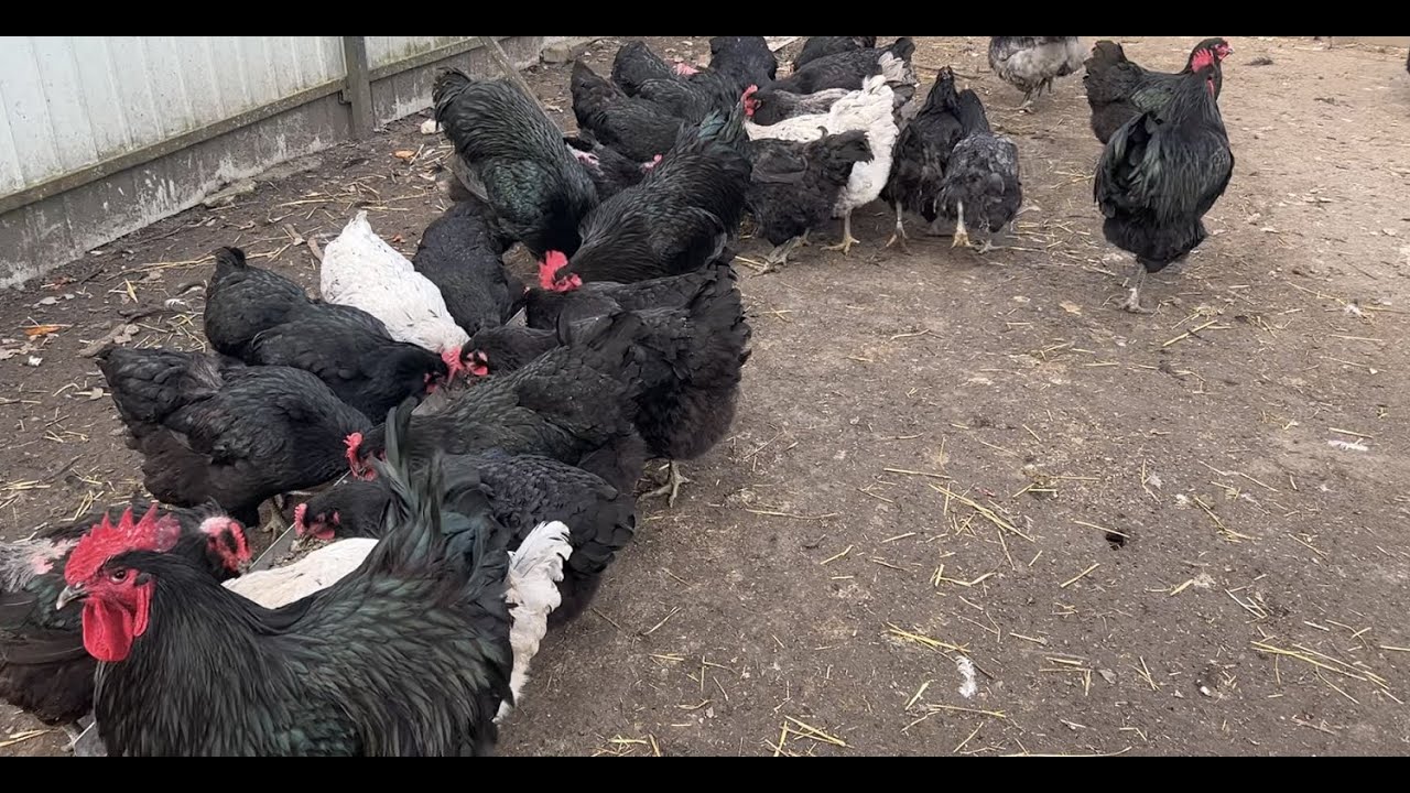 Чим годую? Кури Джерсійський гігант, весна 2025