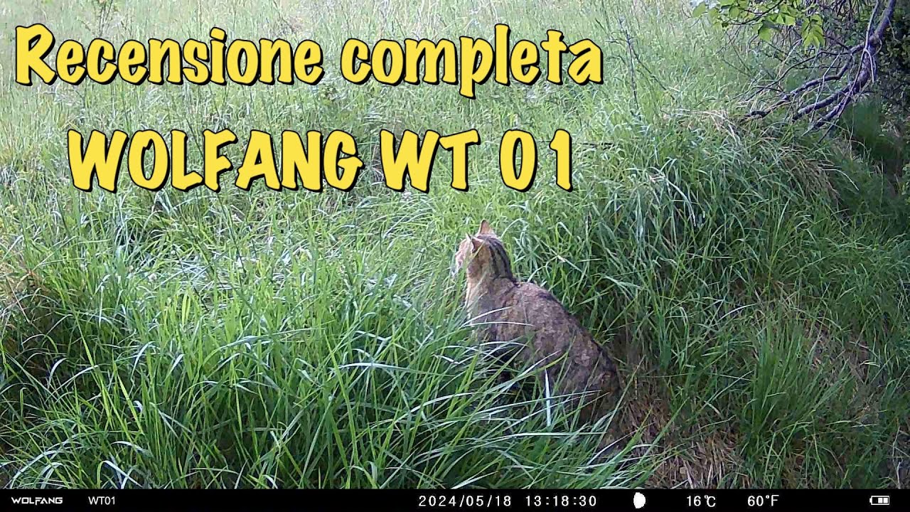 Recensione completa della fototrappola WOLFANG WT 01: scopri tutte le sue funzionalità!