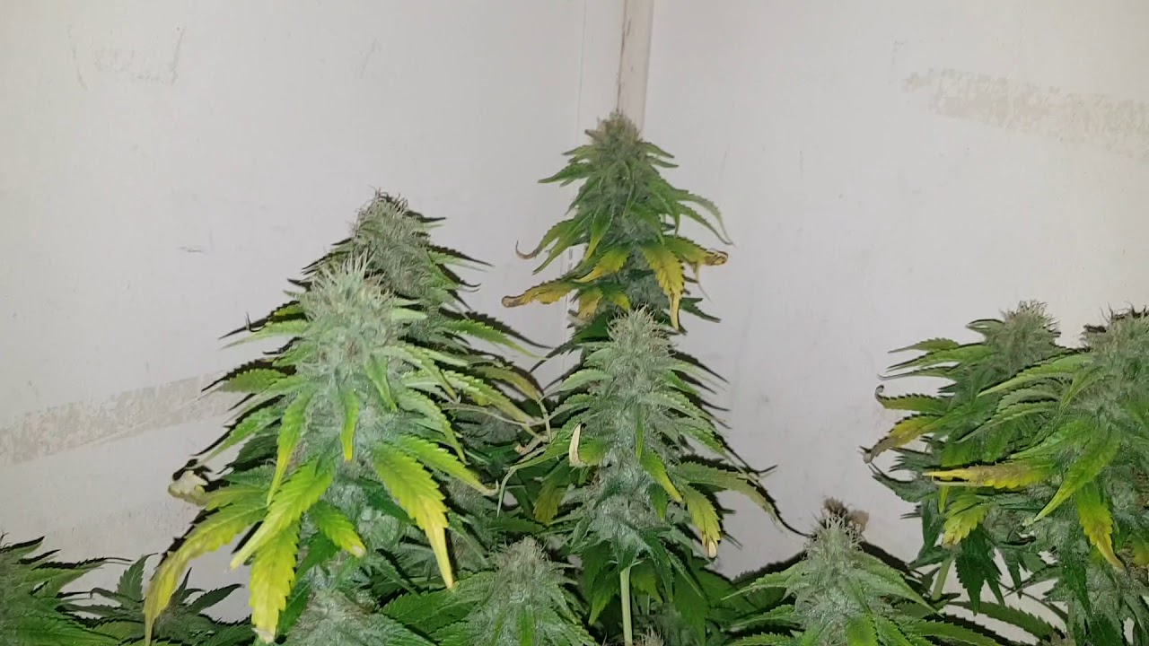 Black D.O.G and Zombie Kush Bloom Day 44-20. Mark