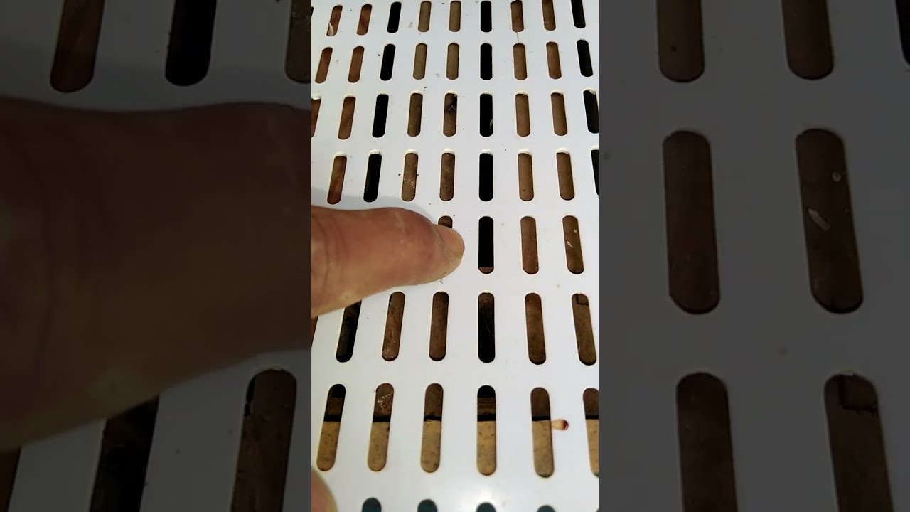 حاجز الملكات /  تركيب الحاجز الملكي في موسم جني العسل معلومات نصائح وإرشادات للنحالين من أرض الميدان