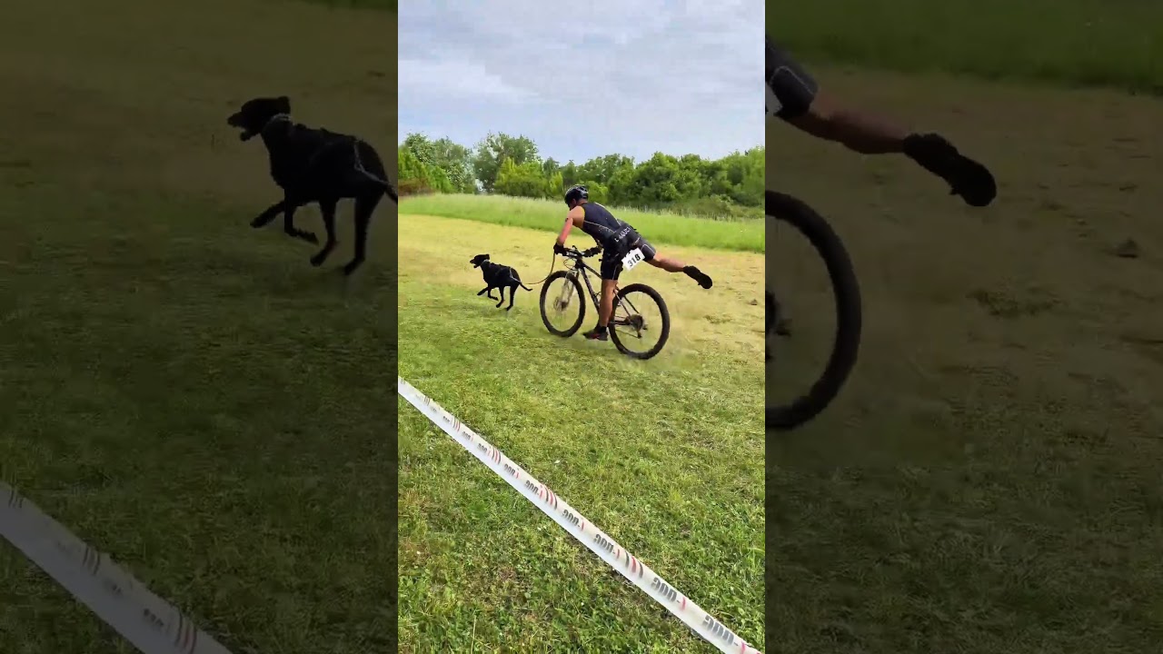 Triathlon with a dog 🤩#dog #canicross #bikejoring