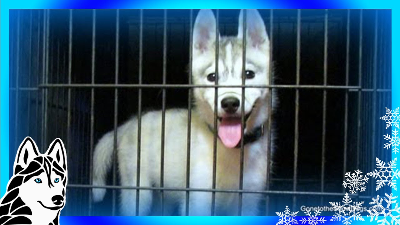 How to Crate Train your Puppy The First Step in Potty Training