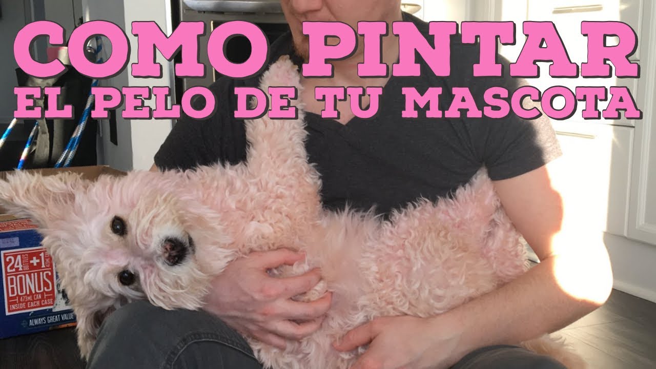Como pintar el pelaje de tu mascota / Como teñir el pelo de un perro / como pintar el pelo de perro