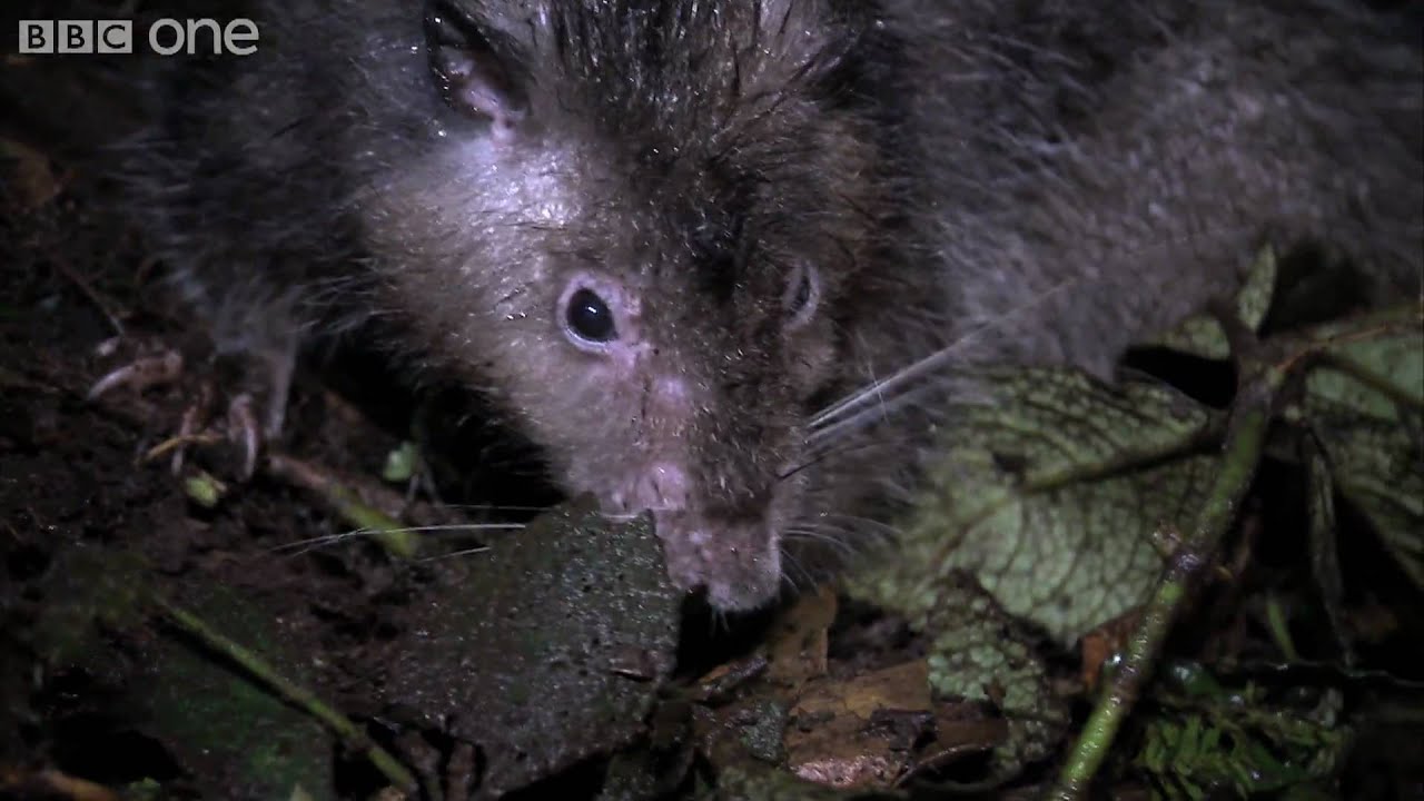 Giant Rat discovered - Lost Land of the Volcano - BBC