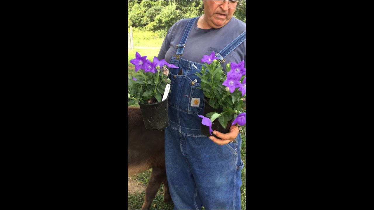Balloon Flower, Platycodon