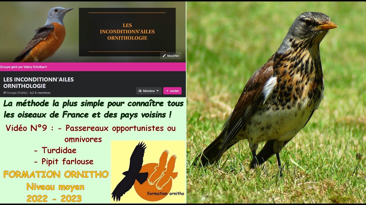 Oiseaux de France 9 : les Turdidae (grives, merles) avec la Formation Ornitho