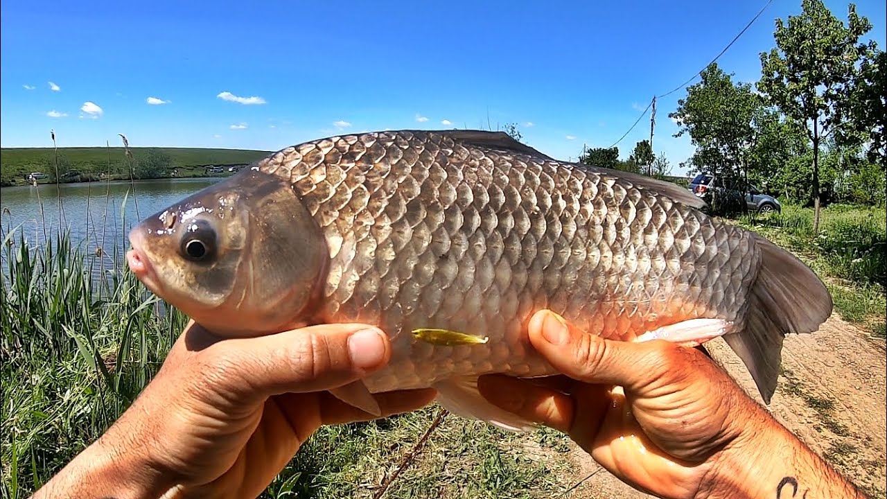 PESCUIT LA CARAS URIAS DUMINICA