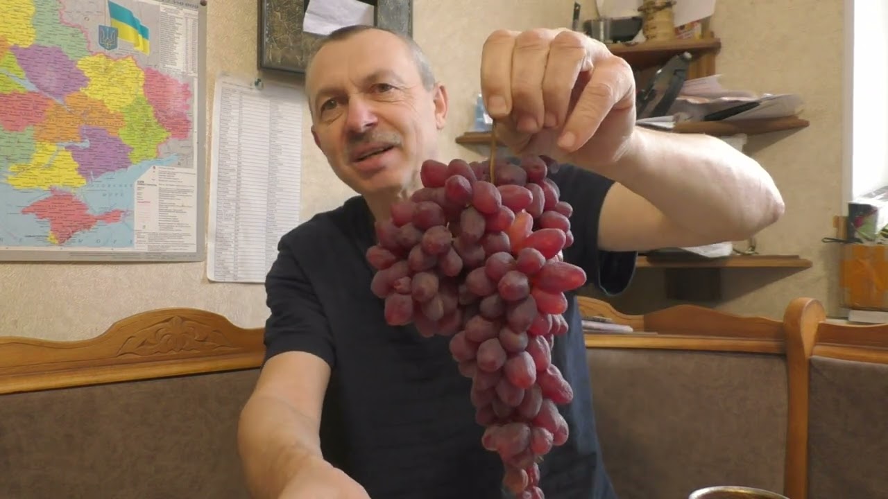 Який виноград зберігся краще на 19 січня.