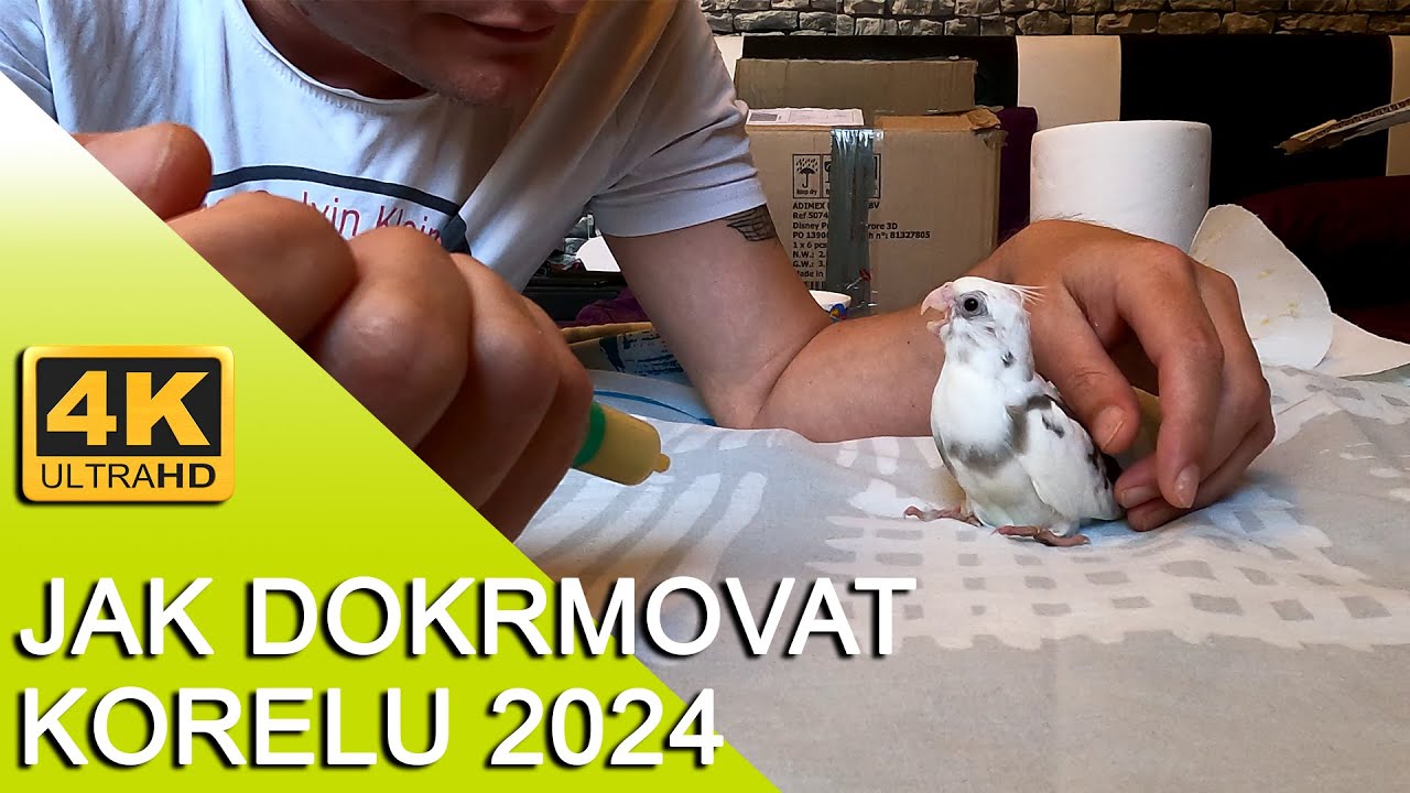 🔴[4K ] Jak dokrmovat korelu 2024! 🐾 #KorelaChocholatá #update  │KorelyEu