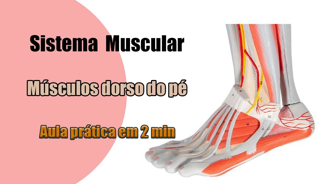 Músculos do Dorso do Pé - Anatomia Humana - Anatomia