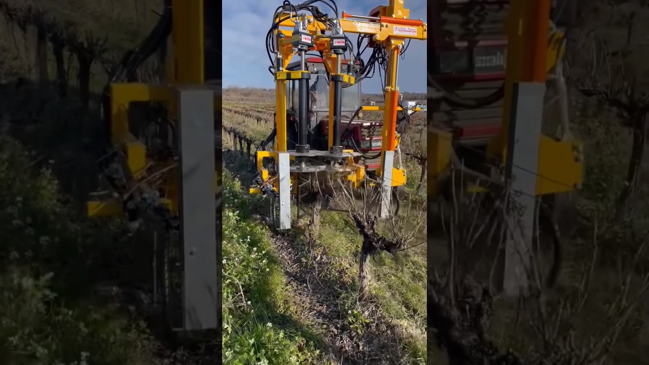 Field Demo Of Pre Pruner For Vineyards || Made By Cellier BOISSET France || #shorts #agriculture