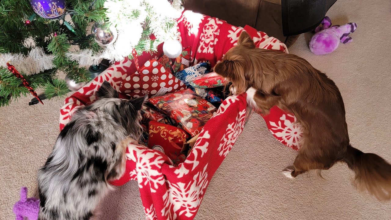 Opening Christmas Presents With Chihuahuas