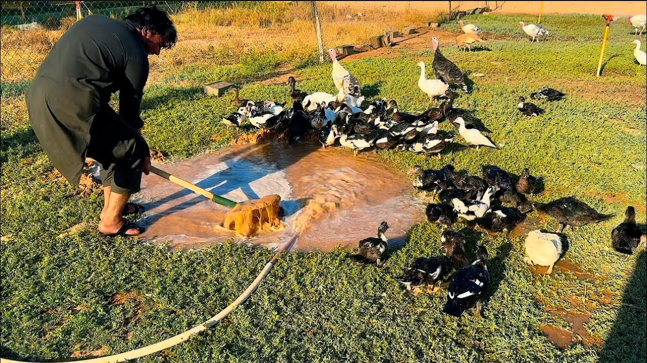 سويت حفره وقام البط يسبح فيها 🦆🦆🤣🤣