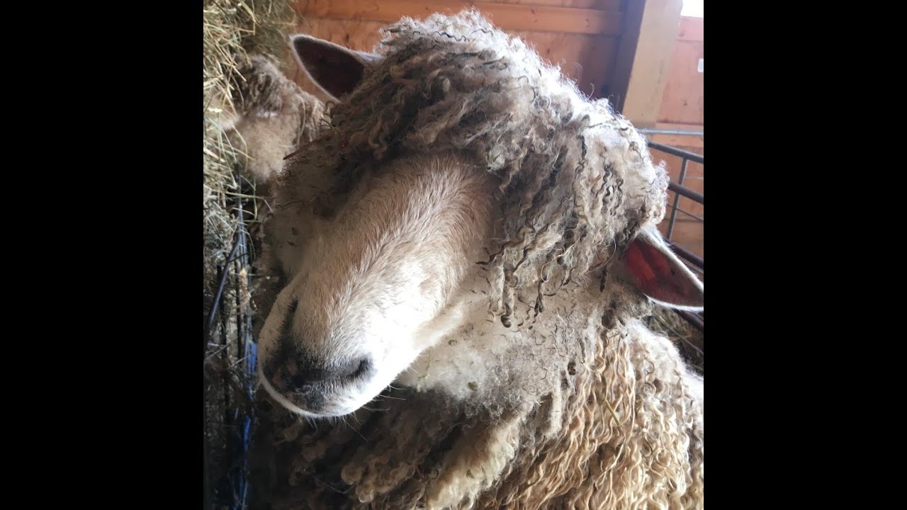 Fiber Farm Tour ~ Autumn Vista Farm ~ Leicester Longwool Sheep