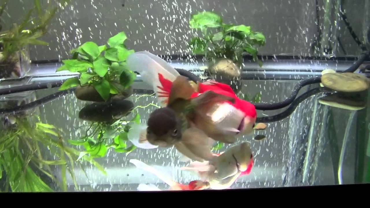 Goldfish Care: Filtration Basics Part 1