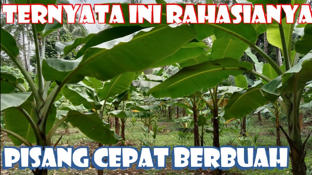 🔴CARA AGAR TANAMAN PISANG CEPAT BERBUAH‼️