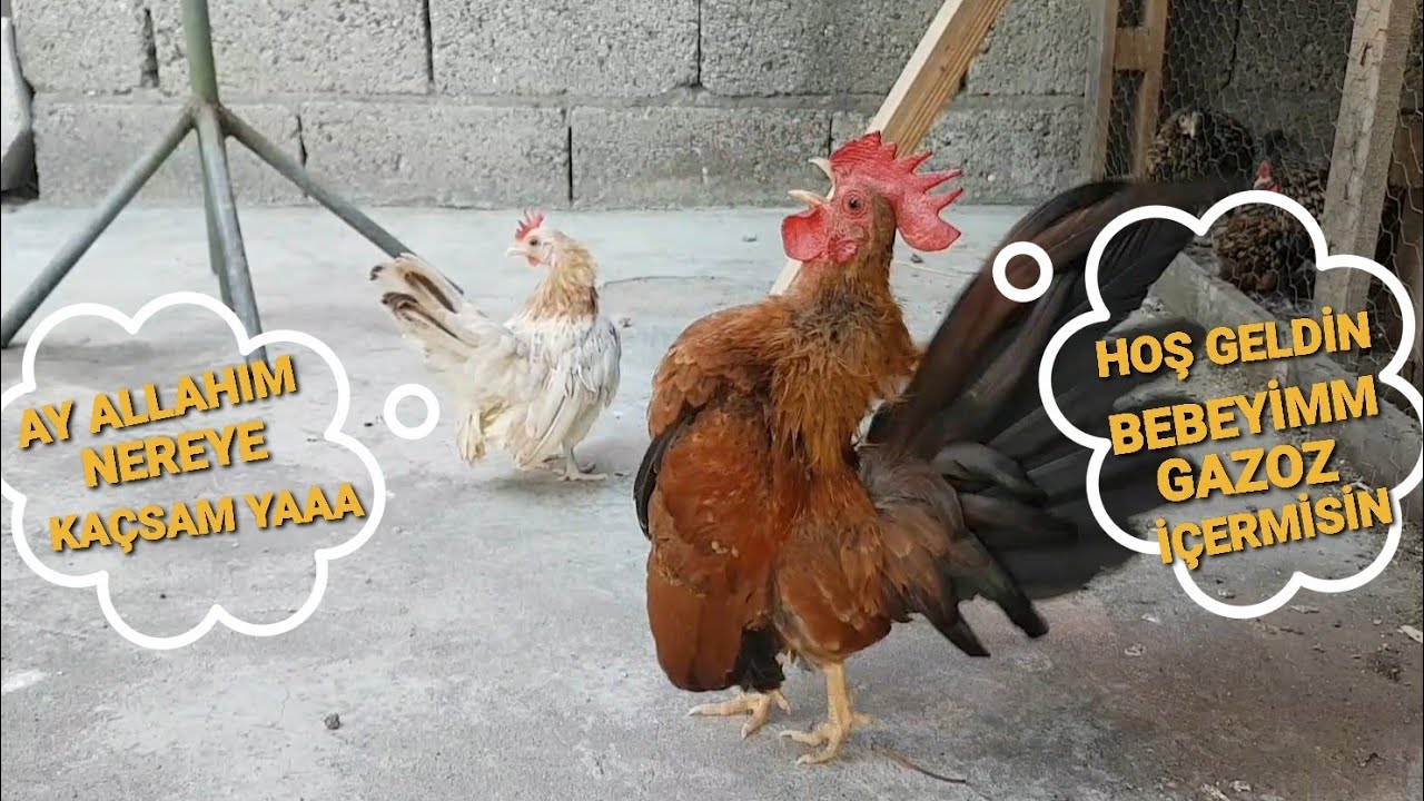 SERAMA HOROZA EŞ ALDIM ÇILDIRDI YERİNDE DURAMIYOR !!!