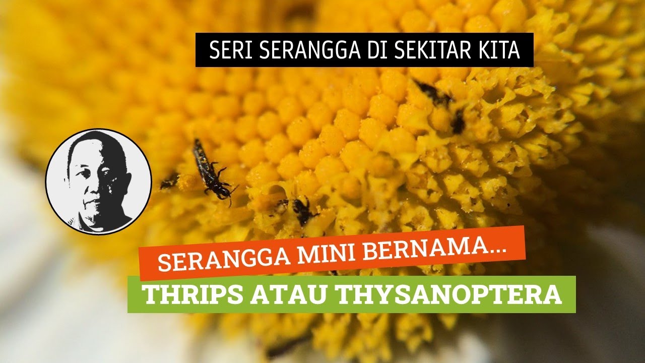 Thrip atau Thysanoptera, Serangga Mini dengan Peran Penting