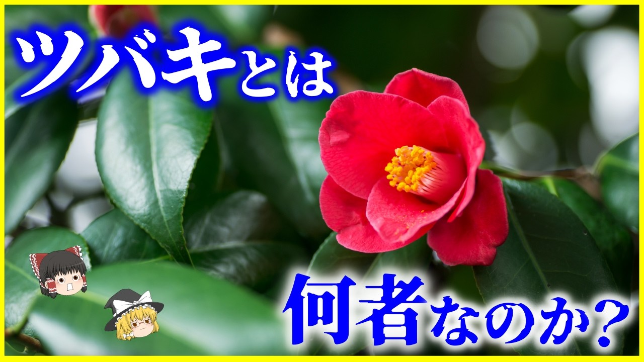 【ゆっくり解説】なぜ真冬に咲く？「ツバキ（椿）」とは何者なのか？を解説/人類が手放さなかったツバキ油と、「縁起が悪い花」になった理由