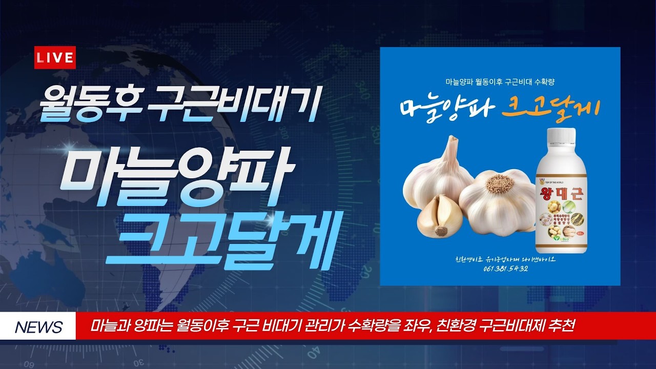 마늘양파 크고달게! 구근비대기 추비, 구근비대제 영양제 왕대근 판매1위 달성! #마늘양파추비 #마늘양파영양제 #마늘양파구근비대제 #마늘양파구근비대기영양제 #왕대근