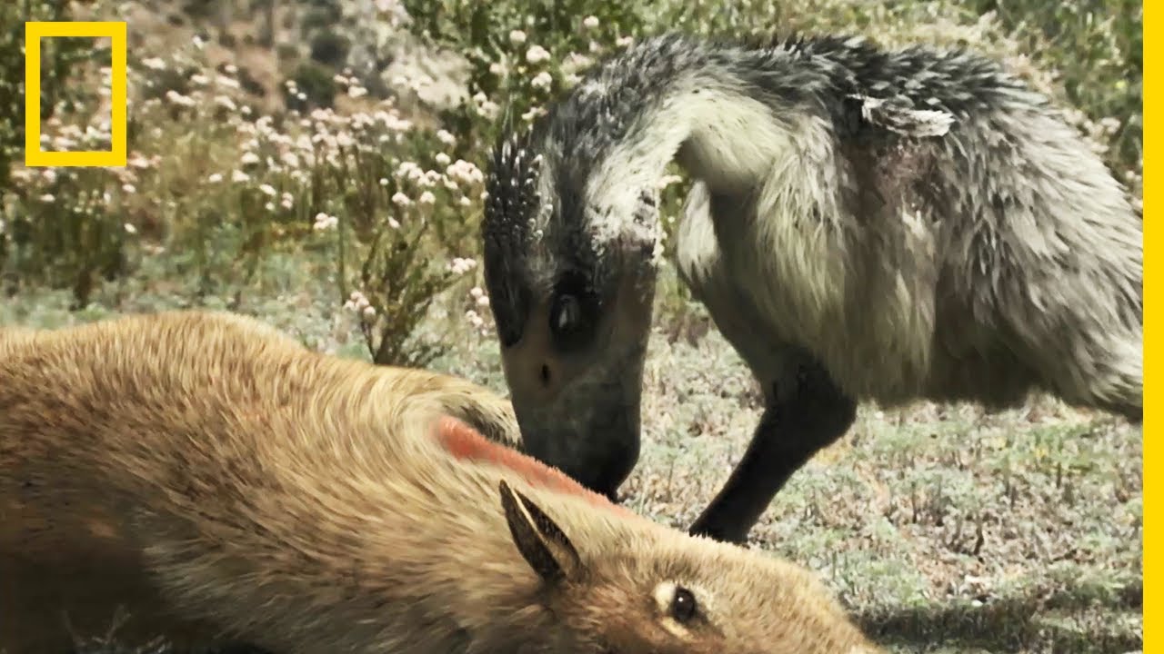 The terror bird, a prehistoric carnivore