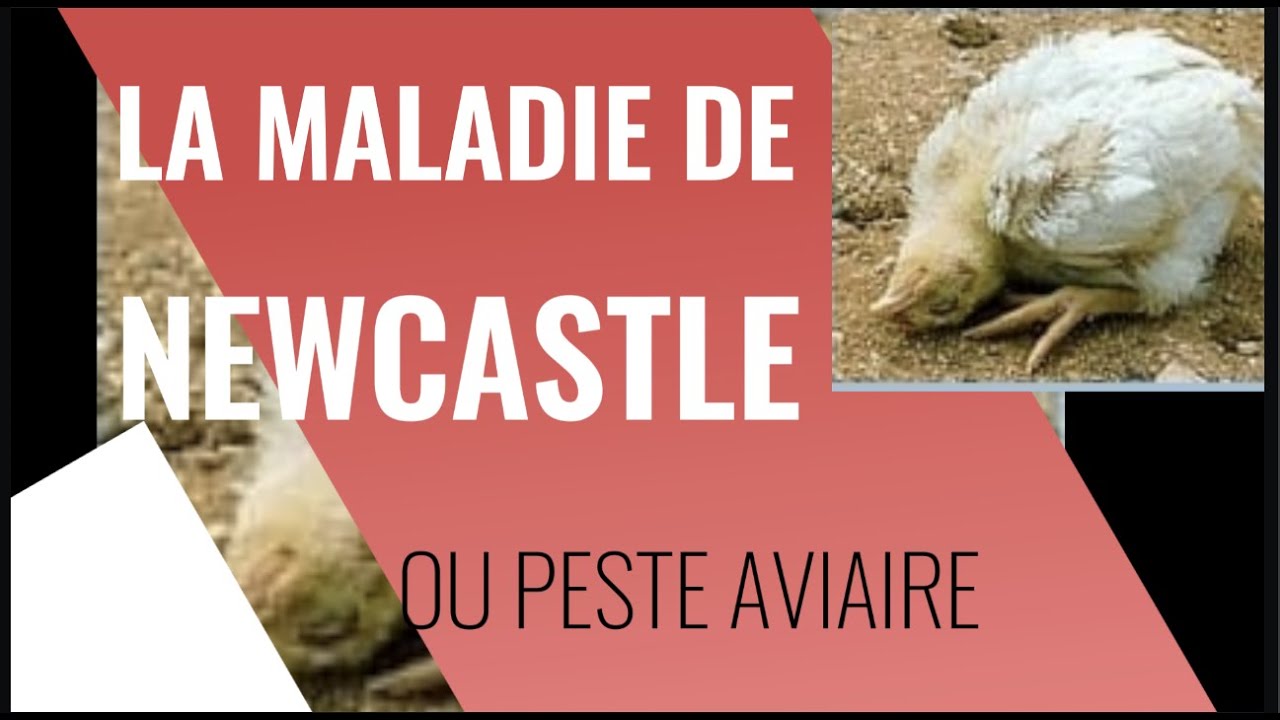 Comment traiter et prévenir la maladie de #NEWCASTLE ou #PESTE AVIAIRE sur la poule