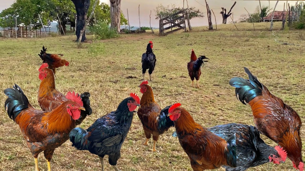 COMPREI UM LOTE DE FRANGOS REPRODUTORES BALÃO ALAGOANO E ESTÃO A VENDA!!!