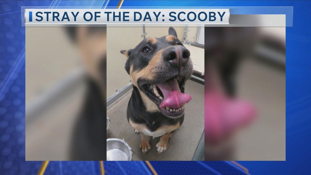 Stray Of The Day: Meet Scooby