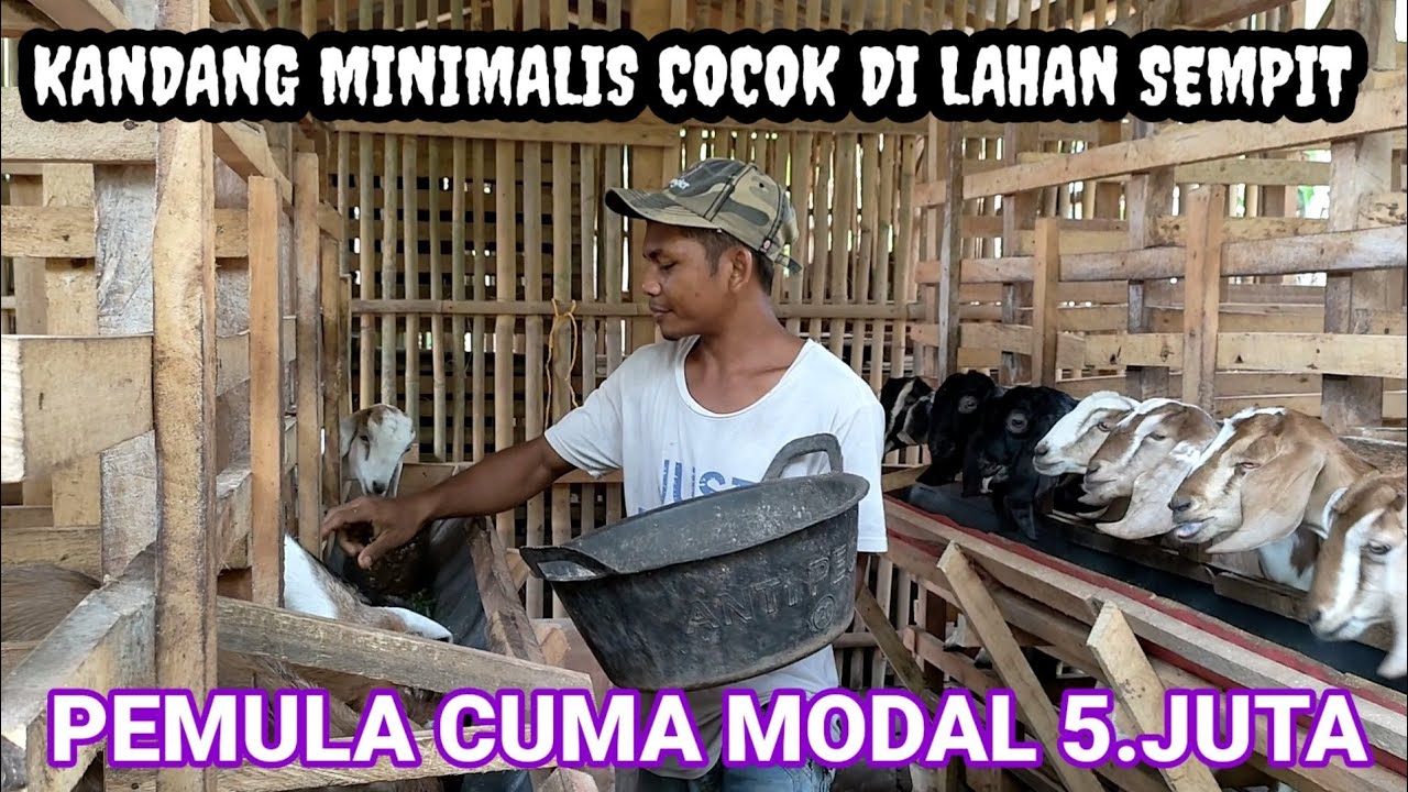 PETERNAK PEMULA YANG BISA DI CONTOH