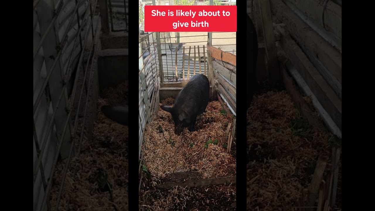 Native pig giving birth 🤩🤩🤩