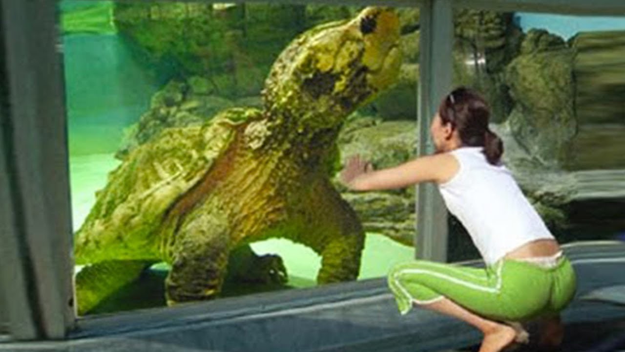20 Dieren Die Je NOOIT In De Dierentuin Zult Zien