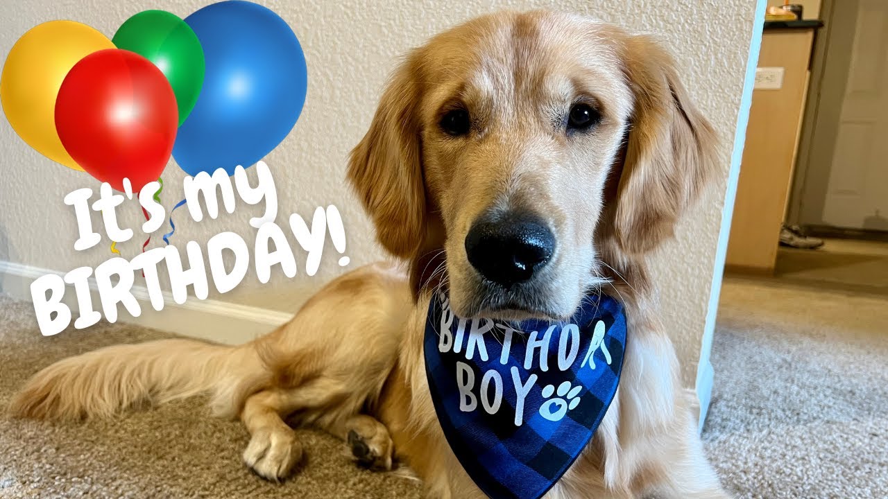 MY PUPPY'S FIRST BIRTHDAY! | We totally spoiled our dog with this one!