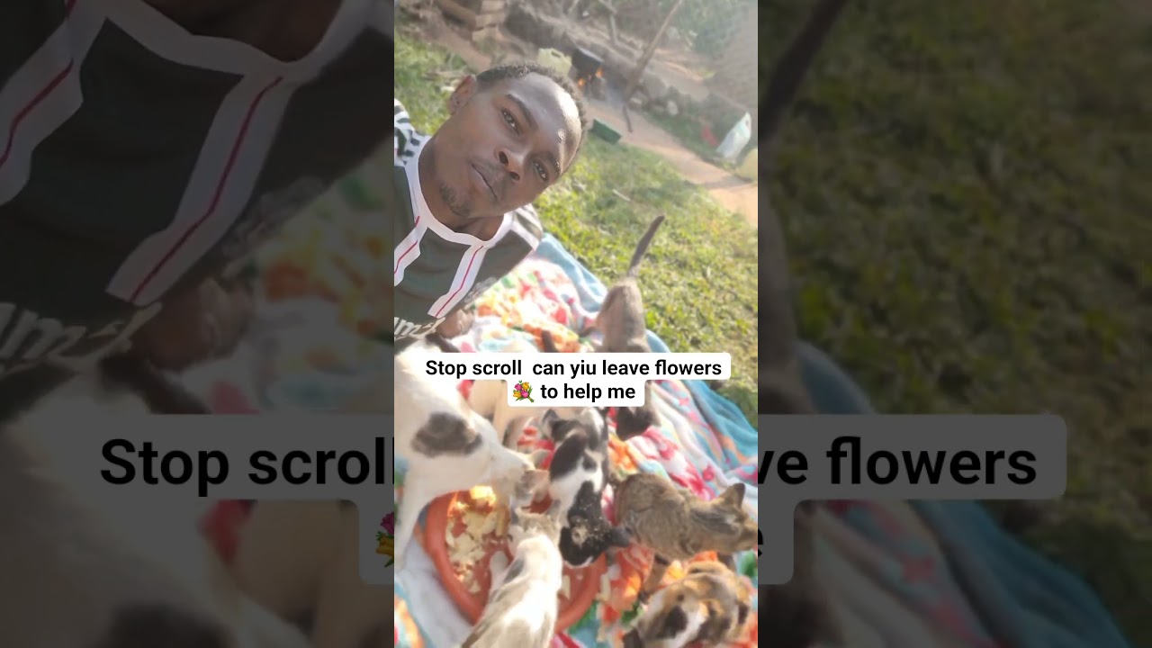 please  help me to save my cats in the shelter  ❤️ #cats #foryou #trending