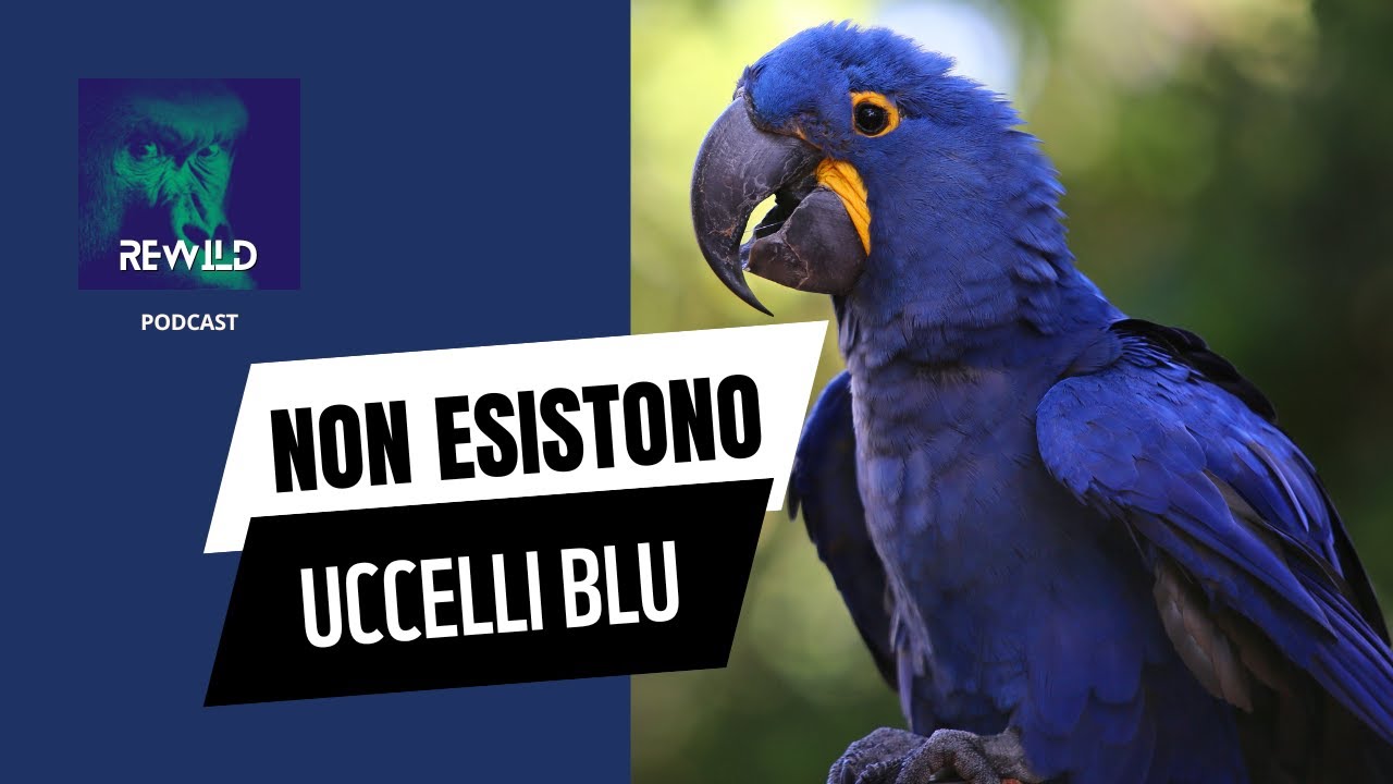 Non esistono uccelli blu!