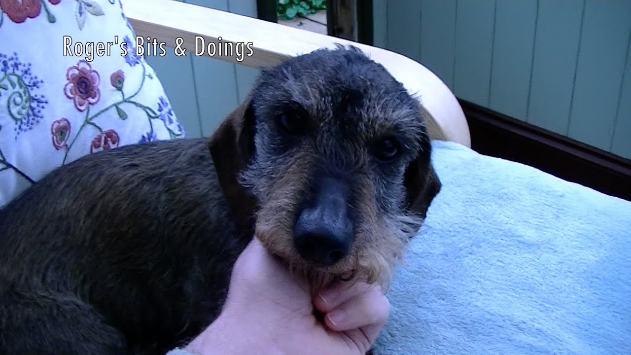 Video Diary November 5th 2015 Dogs, Vacuums & New Carpet
