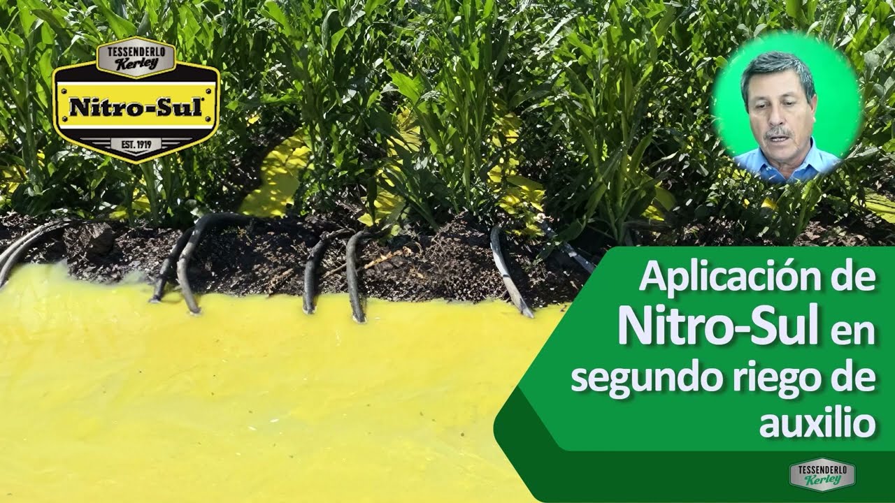 Nutrición en cultivo de maíz