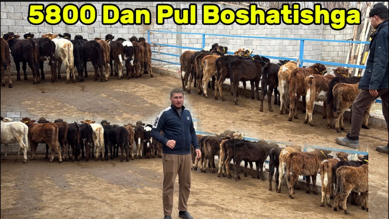 5800 Dan Pul Boshatishga SHOK NARX⏰