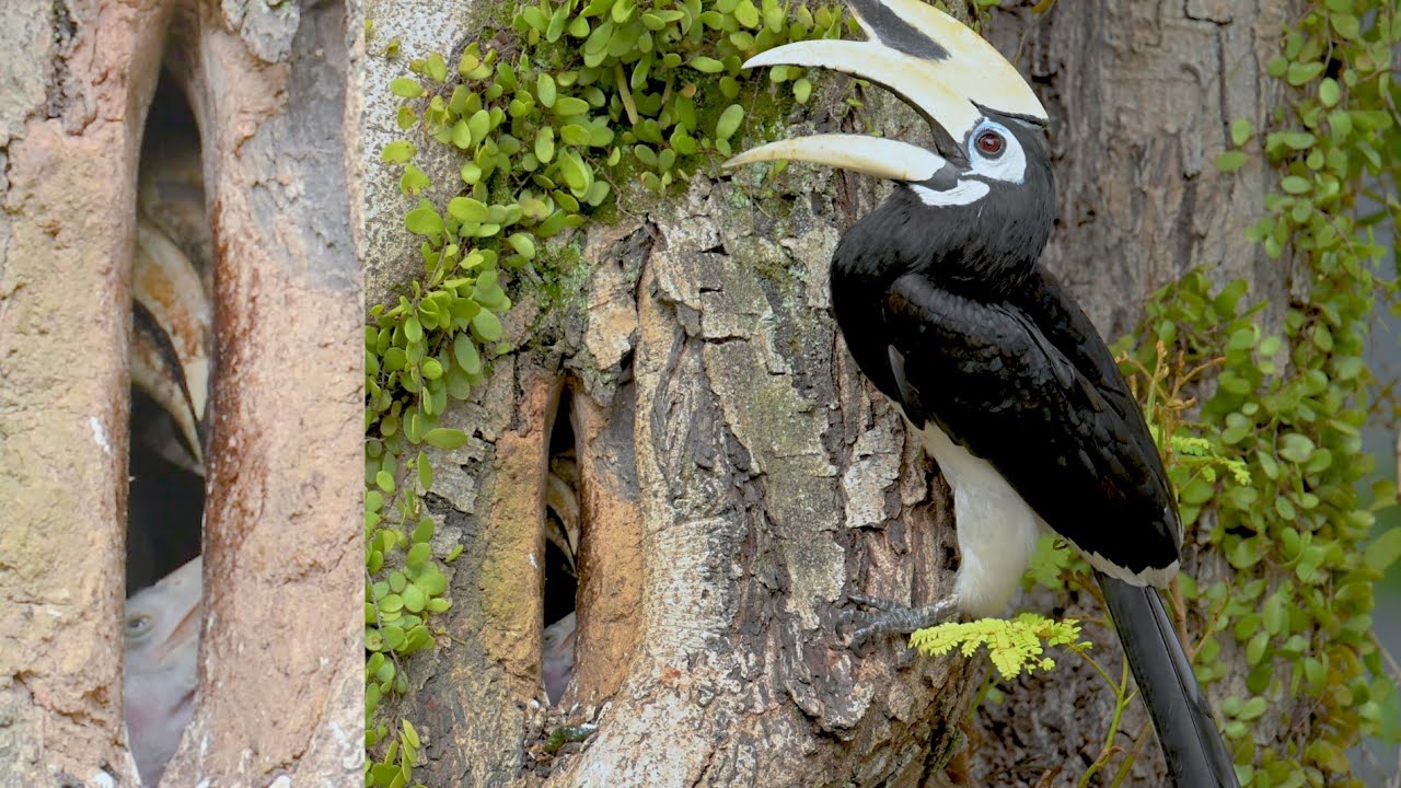 Hornbill brings food 1 (8 Jan)