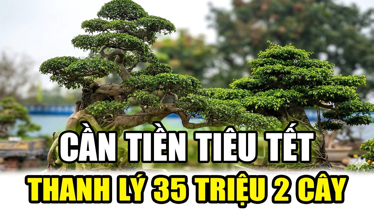 CẦN TIỀN TIÊU TẾT, THANH LÝ GIÁ RẺ 35 TRIỆU 2 CÂY SANH NAM ĐIỀN