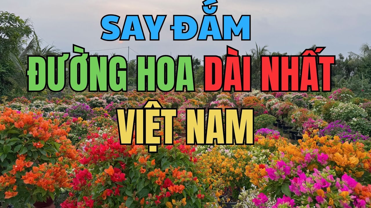РЕКОРДНАЯ 15-КИЛОМЕТРОВАЯ ЦВЕТОЧНАЯ ДОРОГА ||CH LACH BEN TRE FLOWER KINGDOM ДЕМОНСТРИРУЕТ ЦВЕТА, ...