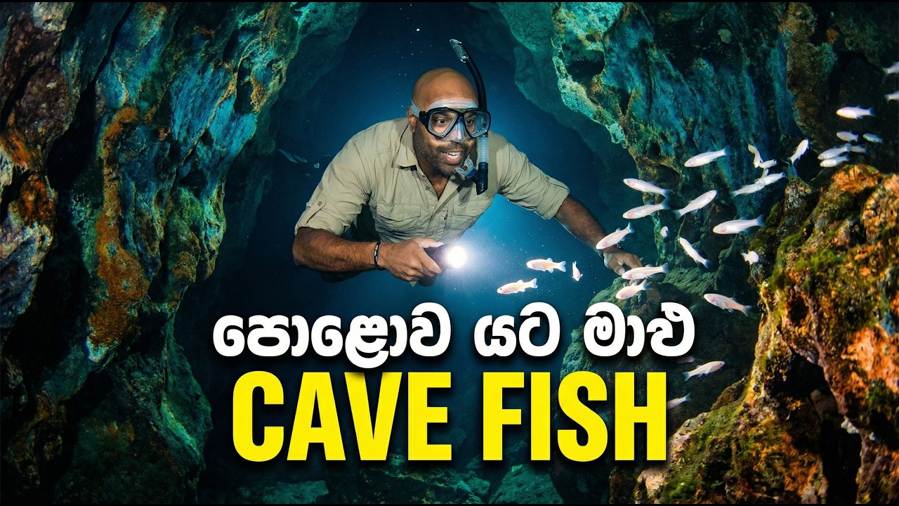 පොළව යට වෙනත් ලෝකයකට | Blind cave fish quest