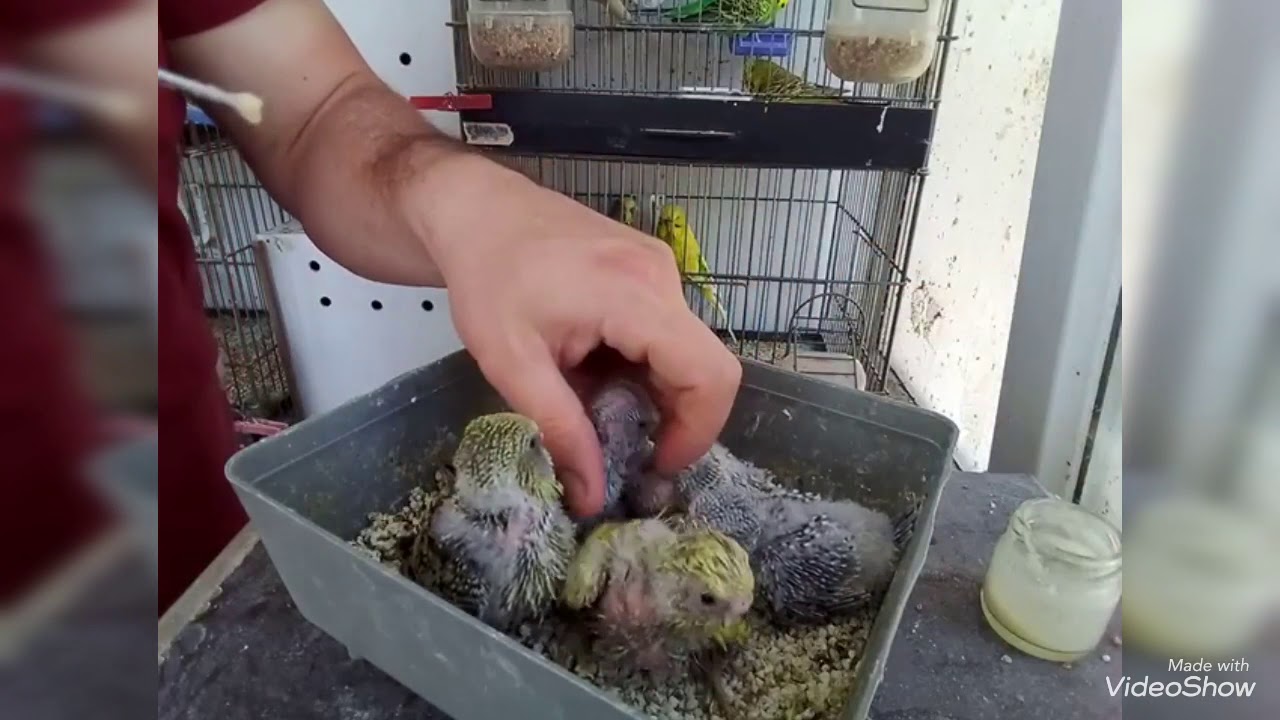 Yavru muhabbet kuşları elle besleme ( muhabbet kuşu yardım )