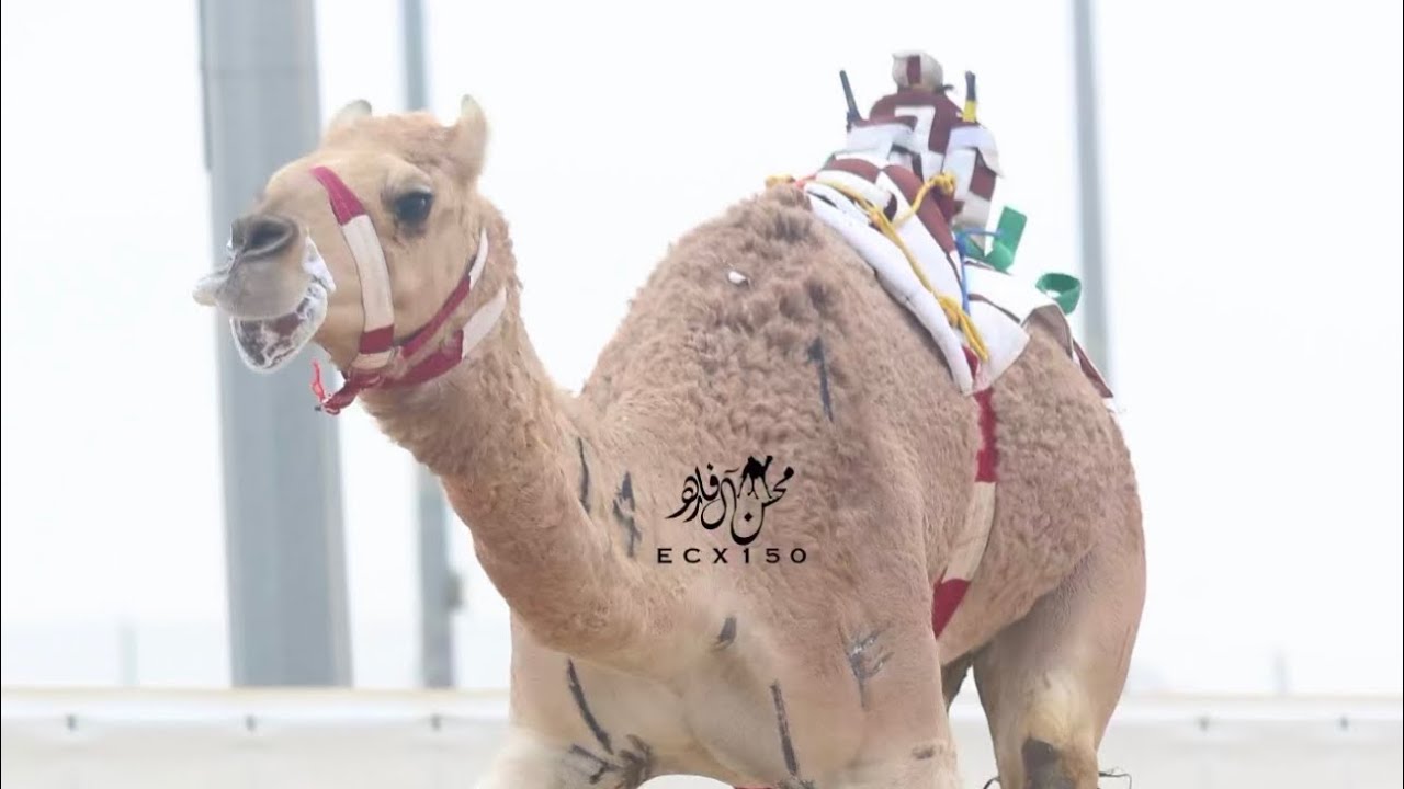 جود : محمد عبد الرحمن محمد الشلوي