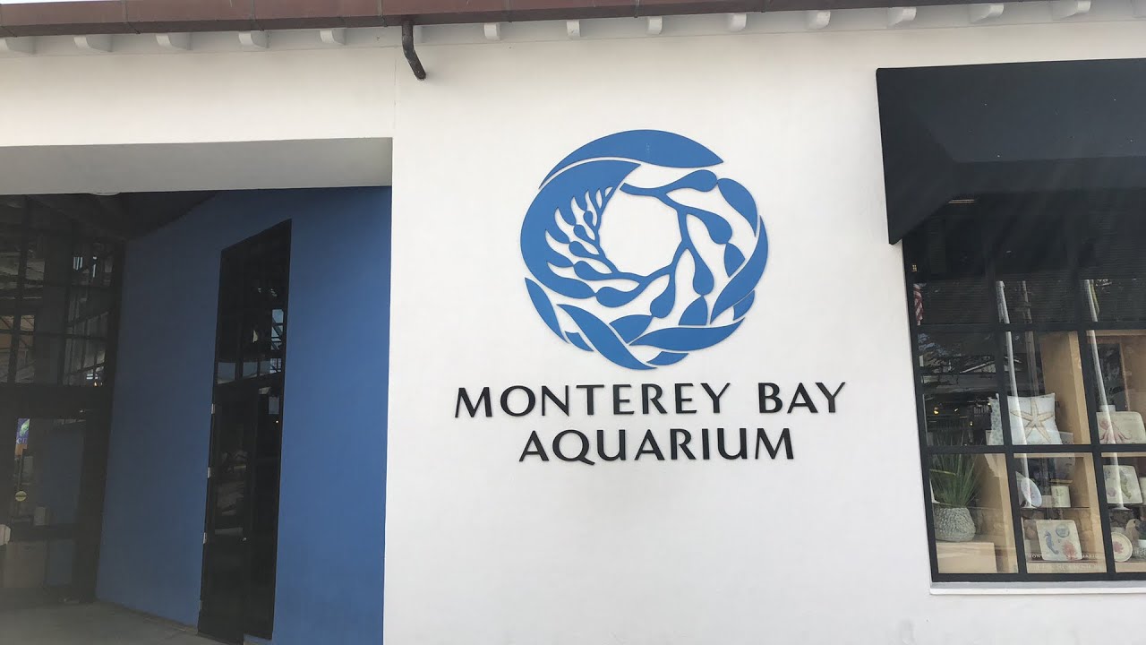 Good morning from the Monterey Bay Aquarium!