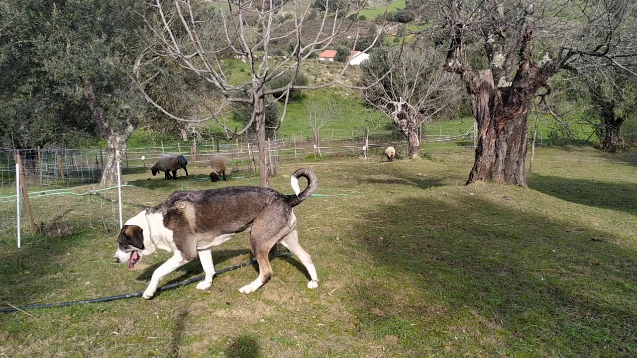 C&atilde;o de gado transmontano