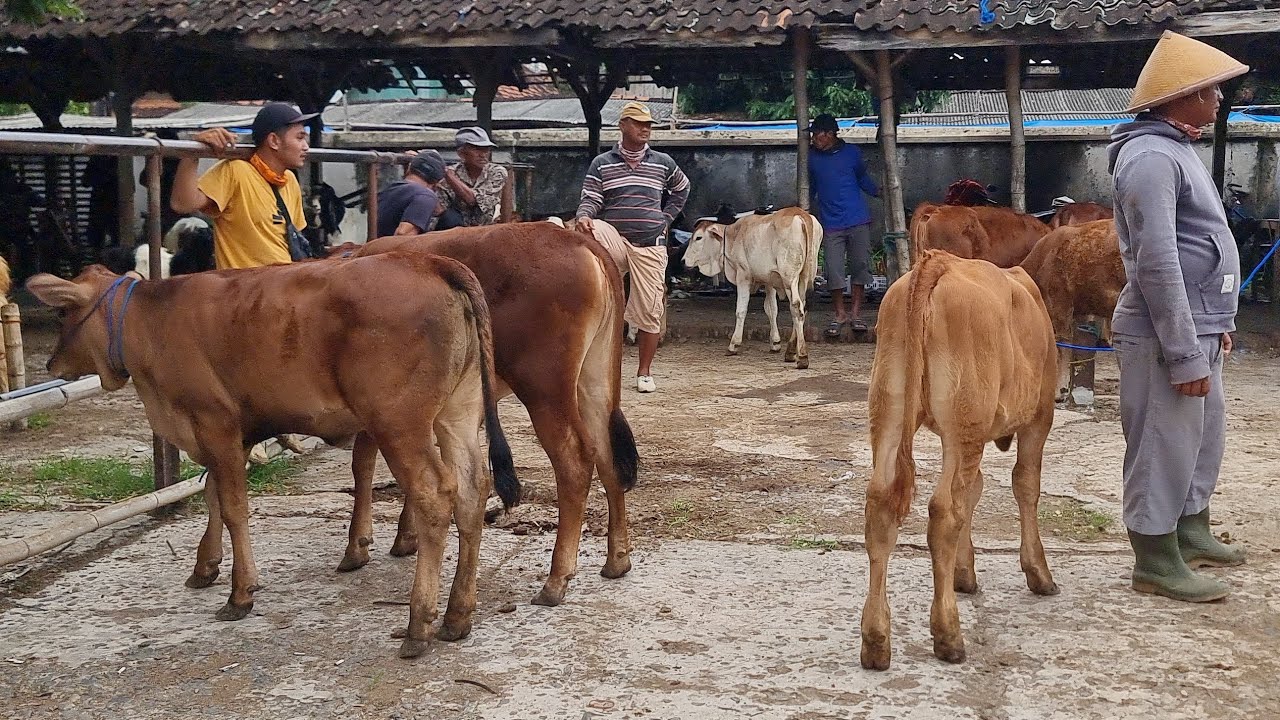 PANTAU HARGA SAPI BAKALAN BETINA! Langsung dari Pasar Ponan Ngulakan Pati (22 Nov 2025)