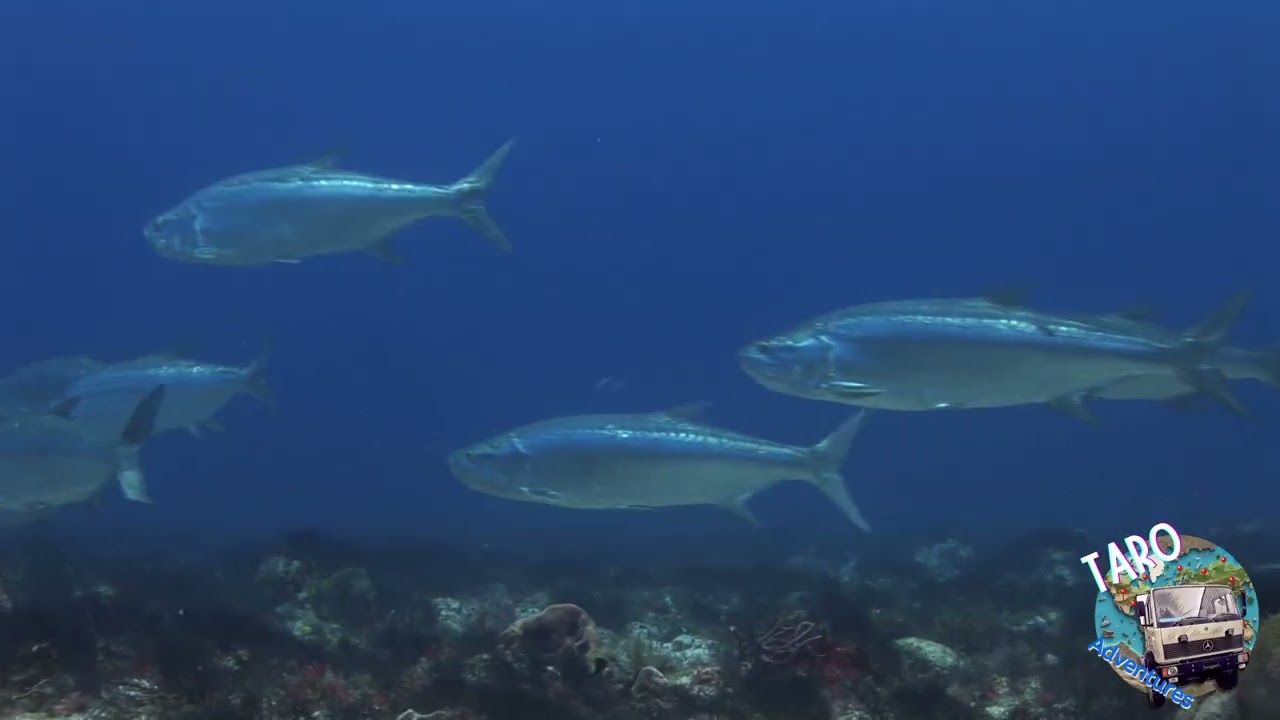 Sábalos